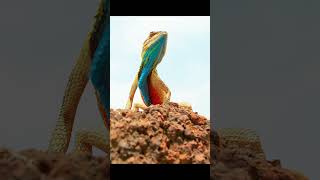 They fought to the bitter end for a higher platform #wildlife #animals #shorts