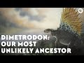 Dimetrodon: Our Most Unlikely Ancestor