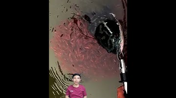 Truy tìm cá lóc bông khủng Việt Nam #cacconvat #docla #fishing