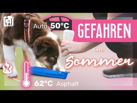Video: Sommergefahren und Ihr Hund