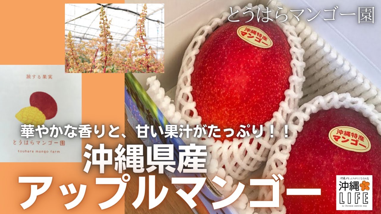 訳ありアップルマンゴー　10キロ　蝶々華 2026年発送】生産者応援！！訳ありだが美味しい完熟アップルマンゴー約