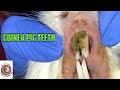 Guinea Pig has Dirty Teeth Does it Cause Cheilitis?  Contagious? And what about Abnormal Teeth?