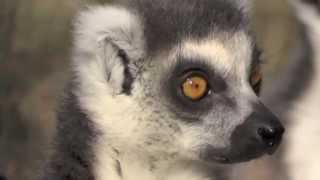 Mumiya porno filmini tomosha qiling Qopol ogzaki jinsiy aloqa porno video