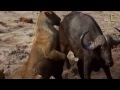 ► Lions Documentary - "LIONESS BITES THE BUFFALO´S BALLS" (+18) | HD