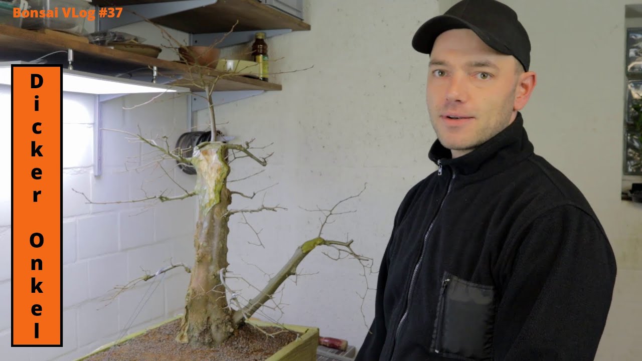 Dicker Onkel, ein Yamadori auf dem Weg zum Bonsai | Bonsai VLog #37