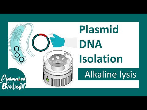 Video: Hebben prokaryotische cellen plasmide-DNA?