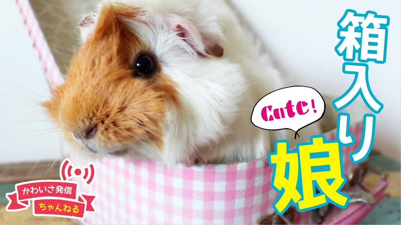 可愛い箱入り娘のモルモット Cute Guineapig Youtube