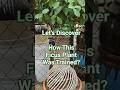 How This Ficus Plant Was Trained Into a Bottle Shape! | Living Green Sculpture 🌿🍶