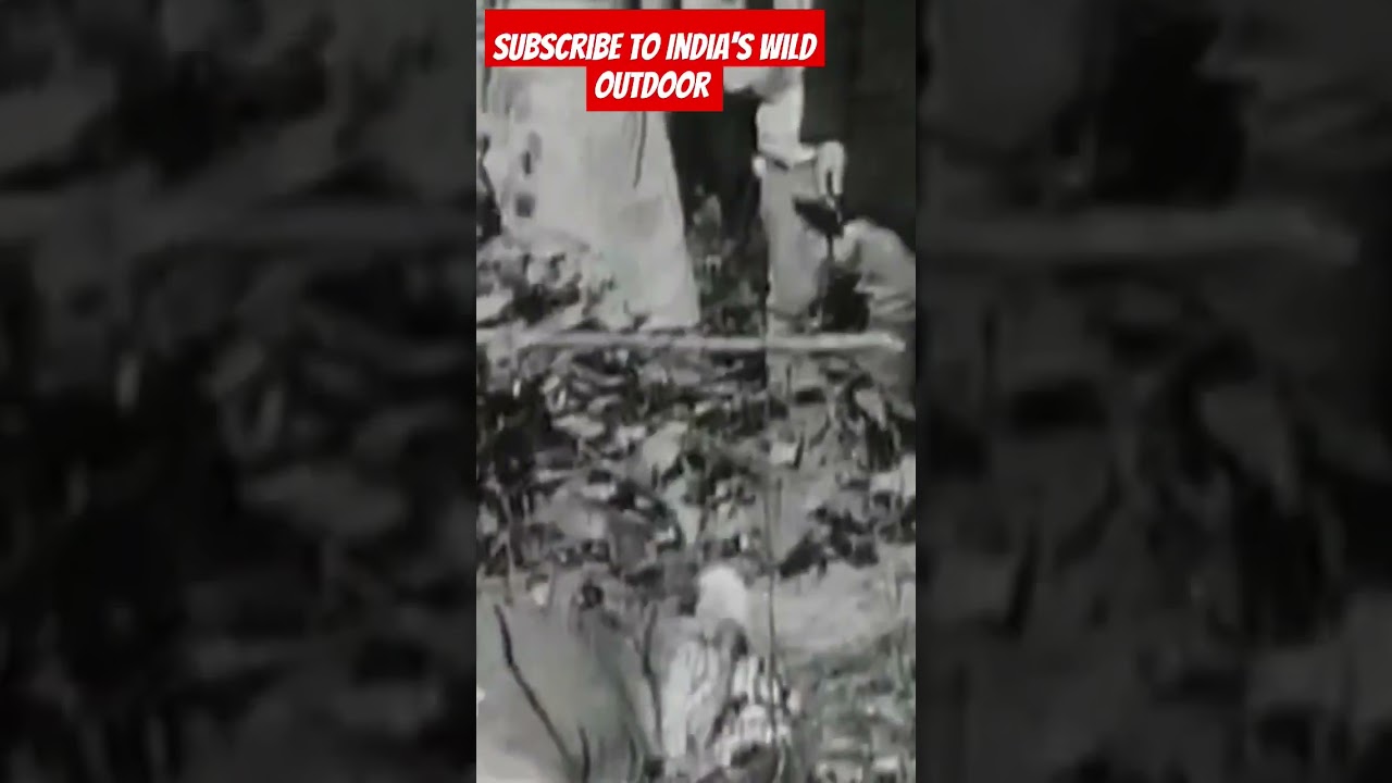 Real Footage of the Man-Eater of Kumaon After Jim Corbett’s Hunt 🐅 | Rare History 