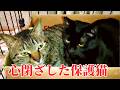 8年前、人生を変えてくれた兄弟猫の話。【特別編】