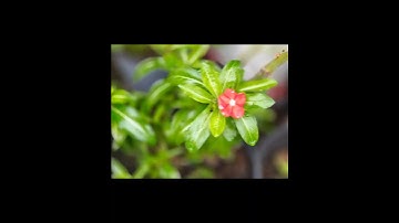 Thumbnail of flowers #shortfeed #nature #flowers #ytshorts