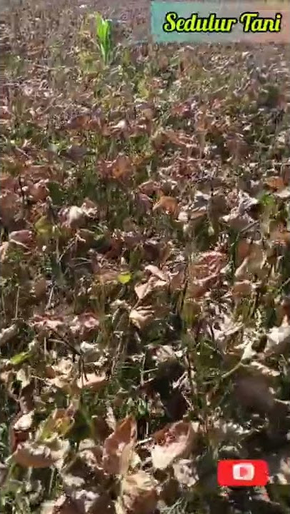 Jangan Ditiru! Tanam Kacang Hijau Disemprot Herbisida