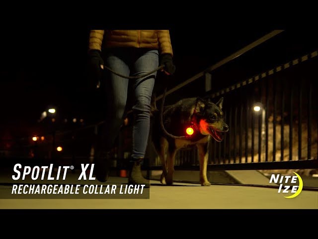 SpotLit® Rechargeable Collar Light - Disc-O Tech™