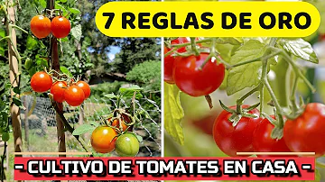 ¿Qué no hacer al cultivar tomates?
