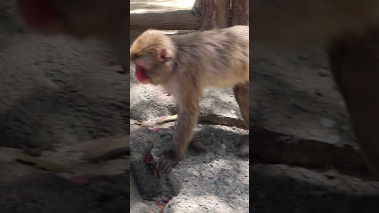 Язык нежности： Маленькая ссора юной обезьянки 