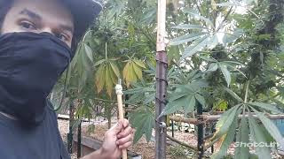 Thinning out2more plants4airflow