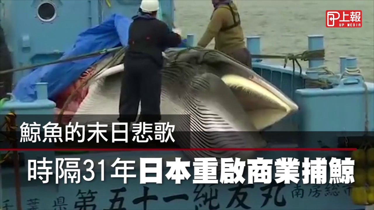 年度目標為「227頭」 日本自7月起解除31年商業捕鯨禁令-- 上報/ 國際
