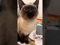 Don‘t be spoiled, sweetheart. #catshorts #cat #catvideos #cute #kitten #funny #pets