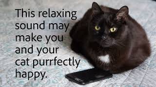 10 hours of cat purring - the purrfect sound for you and your cat to relax to! #sleep #relax #purr