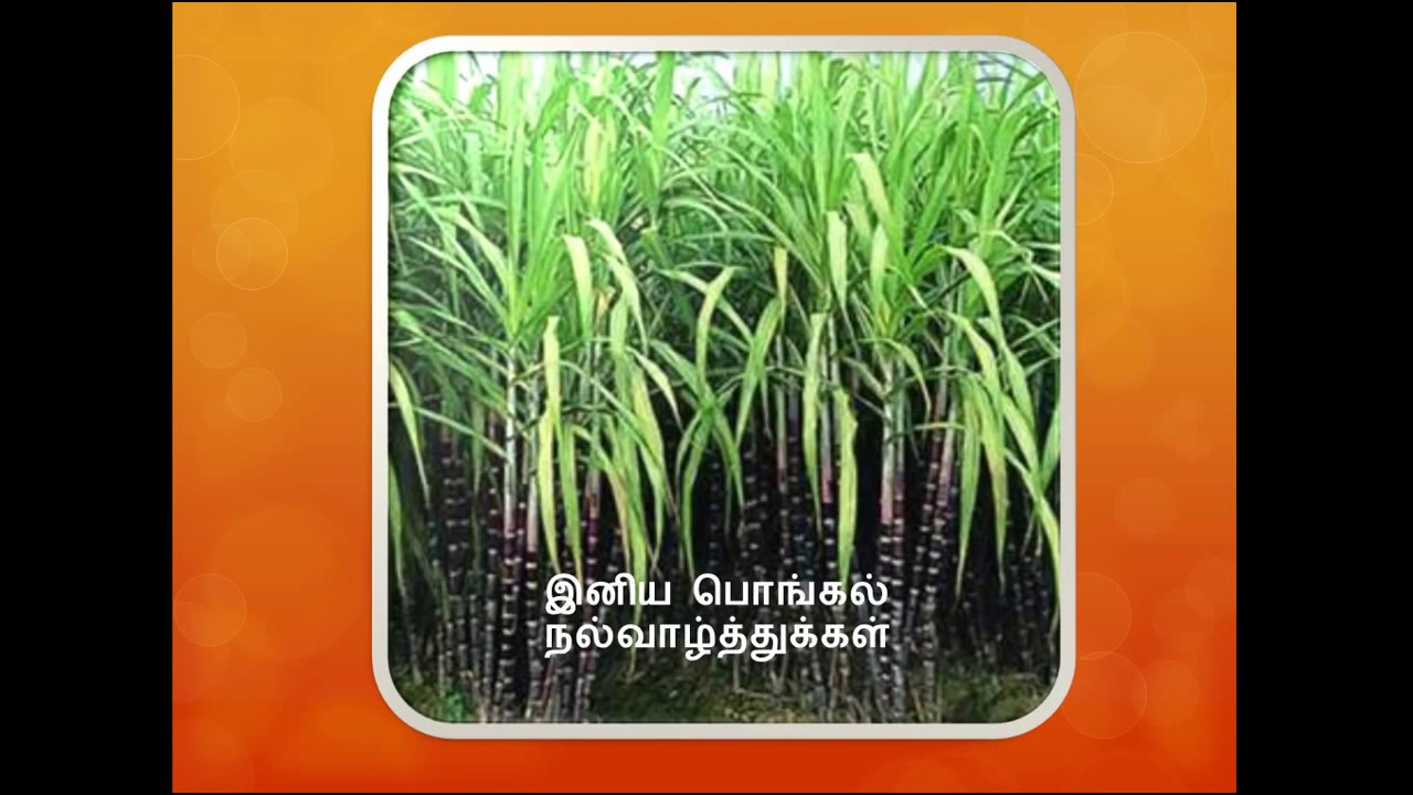 PONGAL WISHES 2018 happy pongal wishes to all by Tamil cook , pongal greetings