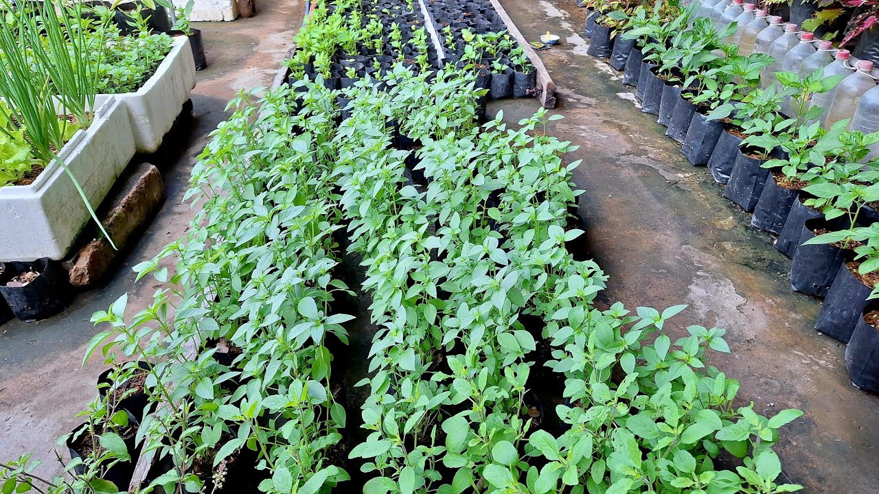 เพาะโหระพาขายแบบมืออาชีพ พร้อมแนะนำการดูแลอย่างละเอียด