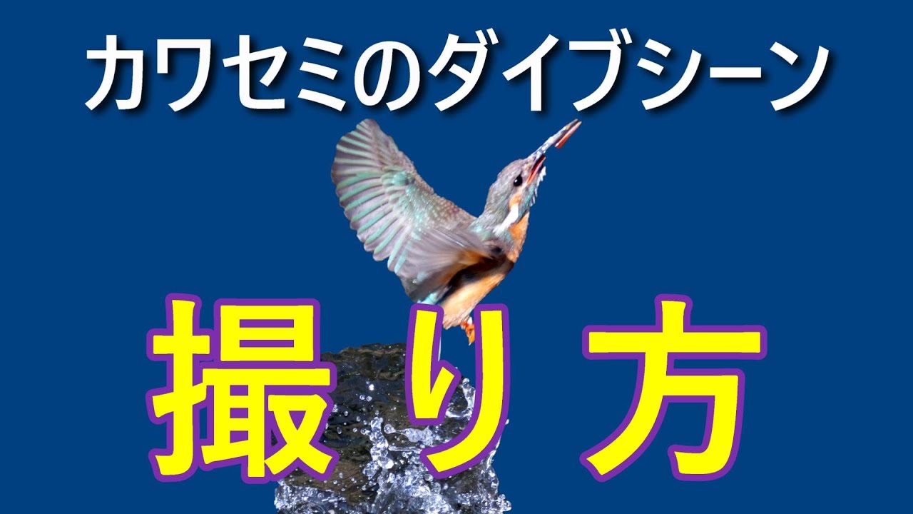 カワセミのダイブシーンの撮り方：カワセミの生態を知る、ダイブ位置を推測する