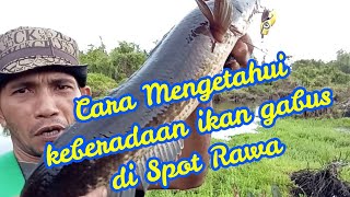 [ Cara Casting Gabus Di Spot Rawa ] [ Tehnik Casting Gabus di Spot Rawa ] [ Trick Casting Gabus ]