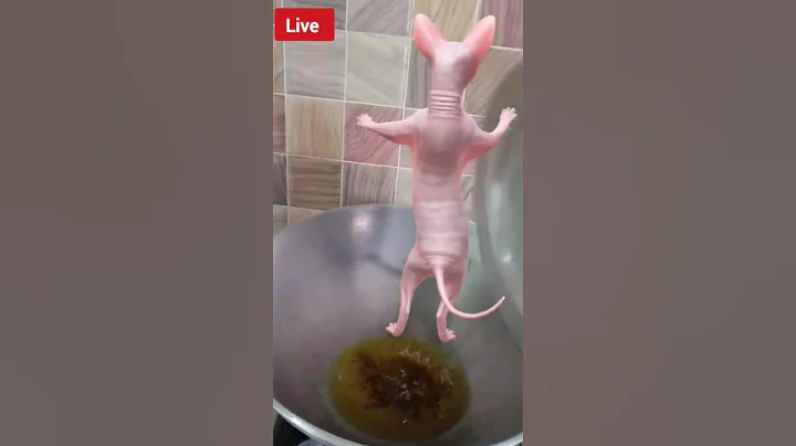 Watch the video about #cat dance #catvideos