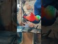 Italian Murano colorful glass rooster super healing art#shorts#Glass
