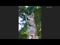 『わたし、犬、いぬ』柴犬むぎ編 思い出ぽん!
