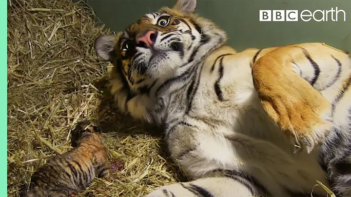 Birth of Twin Tiger Cubs | Tigers About The House | BBC Earth