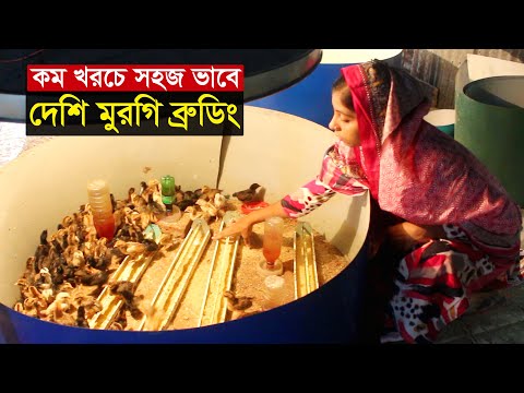 ভিডিও: ব্রুডি মুরগি মানে কি?