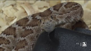 Zach at the Zoo: Meet the Santa Catalina Rattlesnake