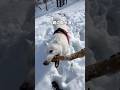 雪解けがすすむ森を散歩 #北海道犬 #弥栄