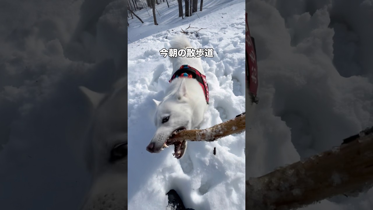 雪解けがすすむ森を散歩 #北海道犬 #弥栄