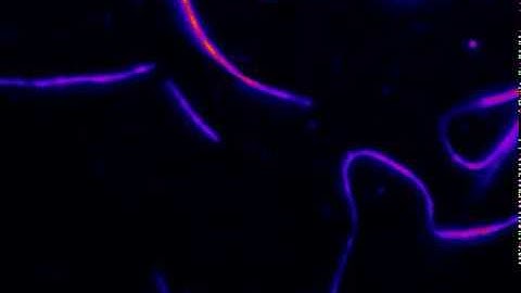 Microtubule Gliding Assay