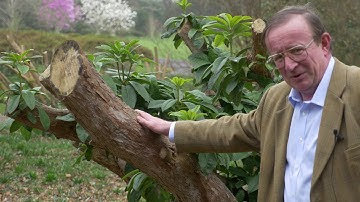 Pruning Rhododendron - Burncoose Nurseries