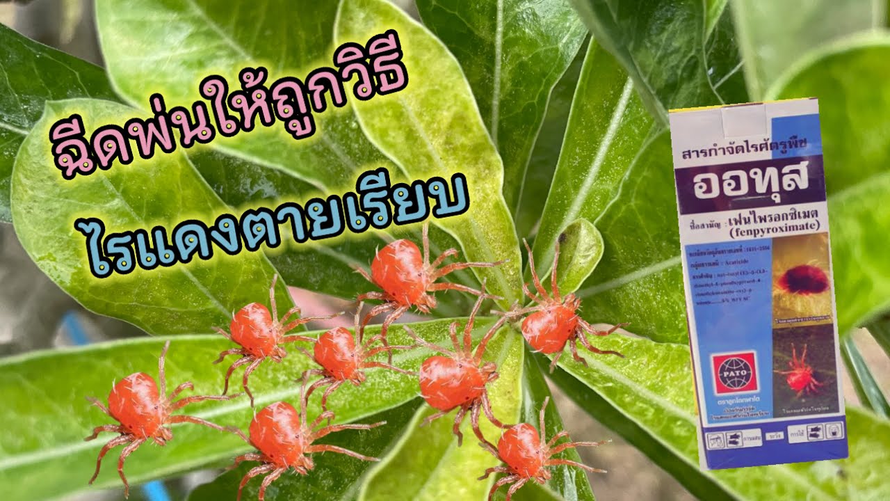 วิธีกำจัดไรแดงในชวนชม #ไรแดงศัตรูของชวนชมทำให้ไม้ไม่โต