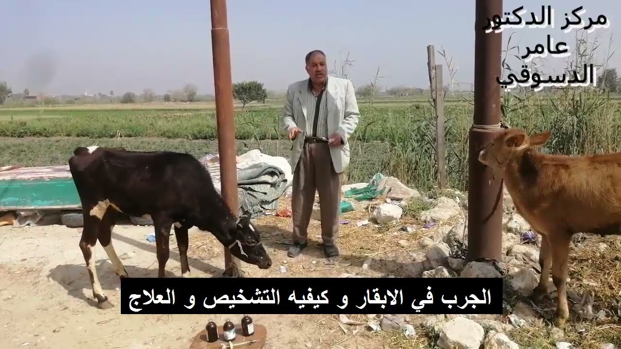 الجرب في الابقار كيفيه التشخيص و طرق الوقايه و العلاج