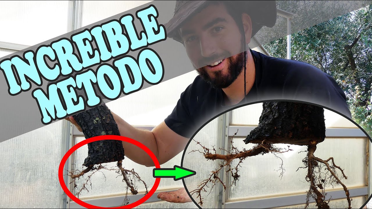 Enraiza CUALQUIER Estaca GRANDE de Olivo con  ÉXITO