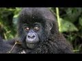 The Mountain Gorillas of Rwanda, Africa: Video