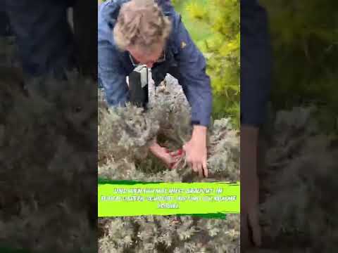 Video: Verholzten Lavendel verhindern – Wie man Lavendel mit holzigen Stängeln trimmt