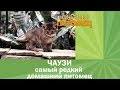 Одна из самых дорогих кошек в мире - ЧАУЗИ