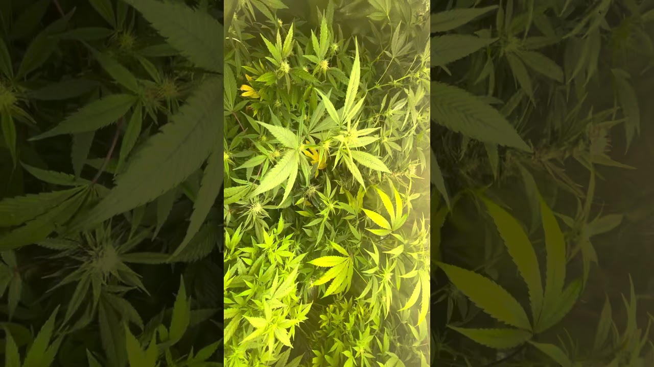 Mars Hydro Grow Journal Tsw2000 