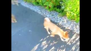 SHIBA INU puppy OFF THE LEASH Socialization in the street TIPS ! by SHIBA FR 4,860 views 10 years ago 23 seconds