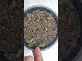 How to grow common zinnia flowers plants  growing zinnia flowers plants from seed 