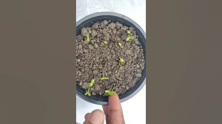 How to grow common zinnia flowers plants💮🌸 | growing zinnia flowers plants from seed || - DayDayNews