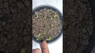 How to grow common zinnia flowers plants💮🌸 | growing zinnia flowers plants from seed ||