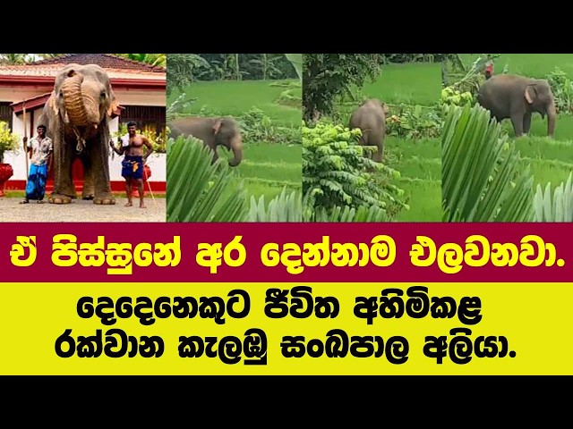 ඒ පිස්සුනේ අර දෙන්නාම එලවනවා.දෙදෙනෙකුට ජීවිත අහිමිකළ රක්වාන කැලඹුනු සංඛපාල අලියා.