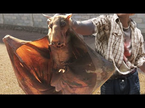 10 Most Bizarre Recently Discovered Species!